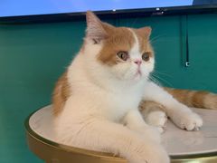 -飞行喵MR PILOT|猫舍·猫咖(静安大融城店)