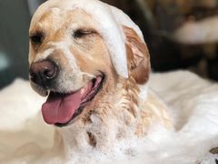 -PETKIT小佩宠物(古北店)