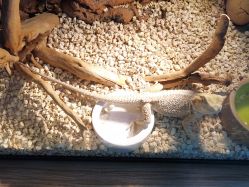 -Moni星球萌宠·小马宝莉·灵蛇·高端高阶全萌宠互动体验俱乐部(红豆国际广场店)