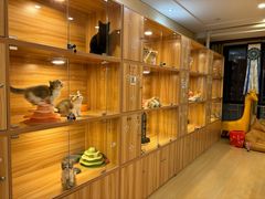 -猫十亿·布偶金渐层·曼基康矮脚猫舍(青年路店)