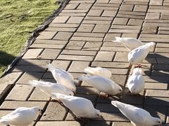 -北京鹿世界主题园