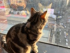 -蓝鲸·缅因猫舍