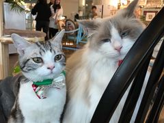 -共舞时光猫咖·狗咖(新街口店)