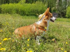 -宠福鑫康馨动物医院·骨科·眼科