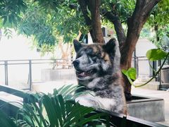 -TrueLove @ Neverland (Husky Cafe)