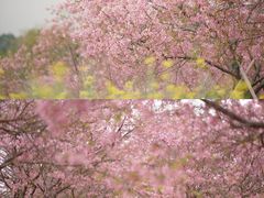 -天适樱花悠乐园