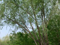 -大兴滨河森林公园