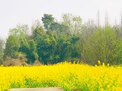 -桤木河湿地公园