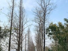 -洋湖国家湿地公园