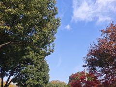 -青枫公园