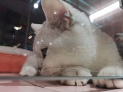 -FAELING PETS美天灵宠物(富力广场店)