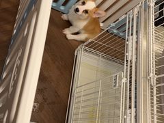 -翊宠yipet猫狗购宠庄园