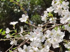 -武汉大学-樱园