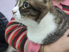 -A猫a狗全科·犬猫异宠·芥西宠物医院(南开总院)