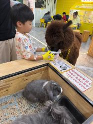 -神奇动物撸宠馆·羊驼·小浣熊·异宠(豫园店)
