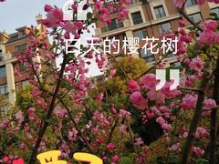-新江湾城公园