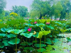 -长春市南湖公园