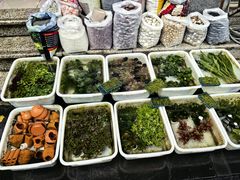 -青石桥花鸟鱼虫市场(叠翠城店)