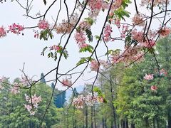 -四海公园(南山区)