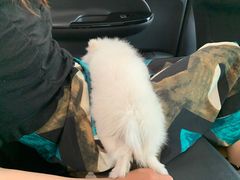 -艾贝尔宠物医院·狂犬免疫点(江山金象城店)
