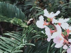 -国家植物园
