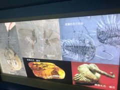 -上海昆虫博物馆