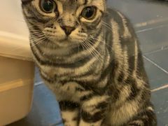-猫大福·Fortune Cat猫舍(百子湾店)