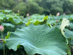 -摇橹船上船码头