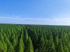 -黄海国家森林公园