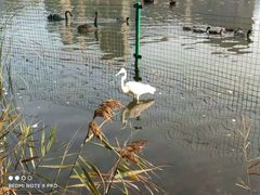 -五缘湾湿地公园
