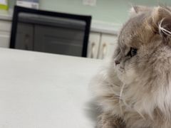 -可蒙动物医院·猫科·骨科中心(首义路店)