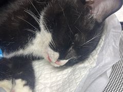 -纳吉亚猫专科动物医院·北北分院