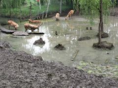 -溱湖国家湿地公园