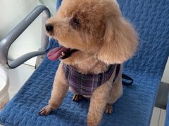 -利又安动物医院··老年病·猫科犬科·中兽医