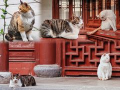 -太平天国历史博物馆(瞻园)