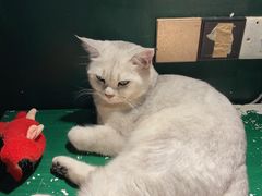 -猫儿山۰猫主题餐厅