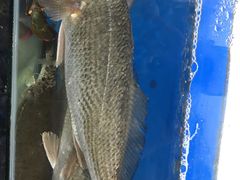 -宾朋海鲜特色美食餐厅·纯手工鲅鱼水饺(兴海路店)