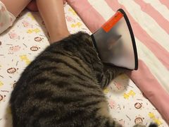 -宠颐生宠物医院·心肾内科·猫专科诊疗中心宠巢店