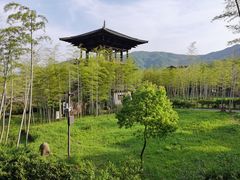 -大唐贡茶院