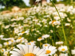 -汉长安城未央宫国家考古遗址公园