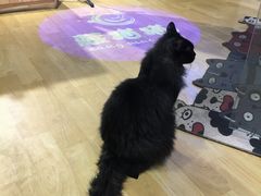 -藏猫猫咖啡主题馆(中央大道店)