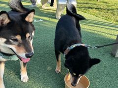 -爪吧宠物乐园 (温榆河示范区店)