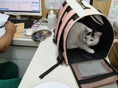 -瑞派长江宠物医院·猫科·外科·24小时夜护(谊城公寓分院)
