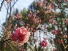 -富乐山