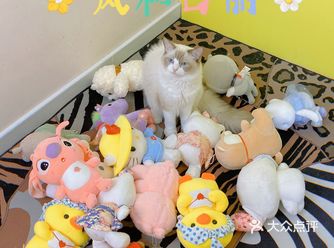 呼和浩特｜小巷里的猫客厅