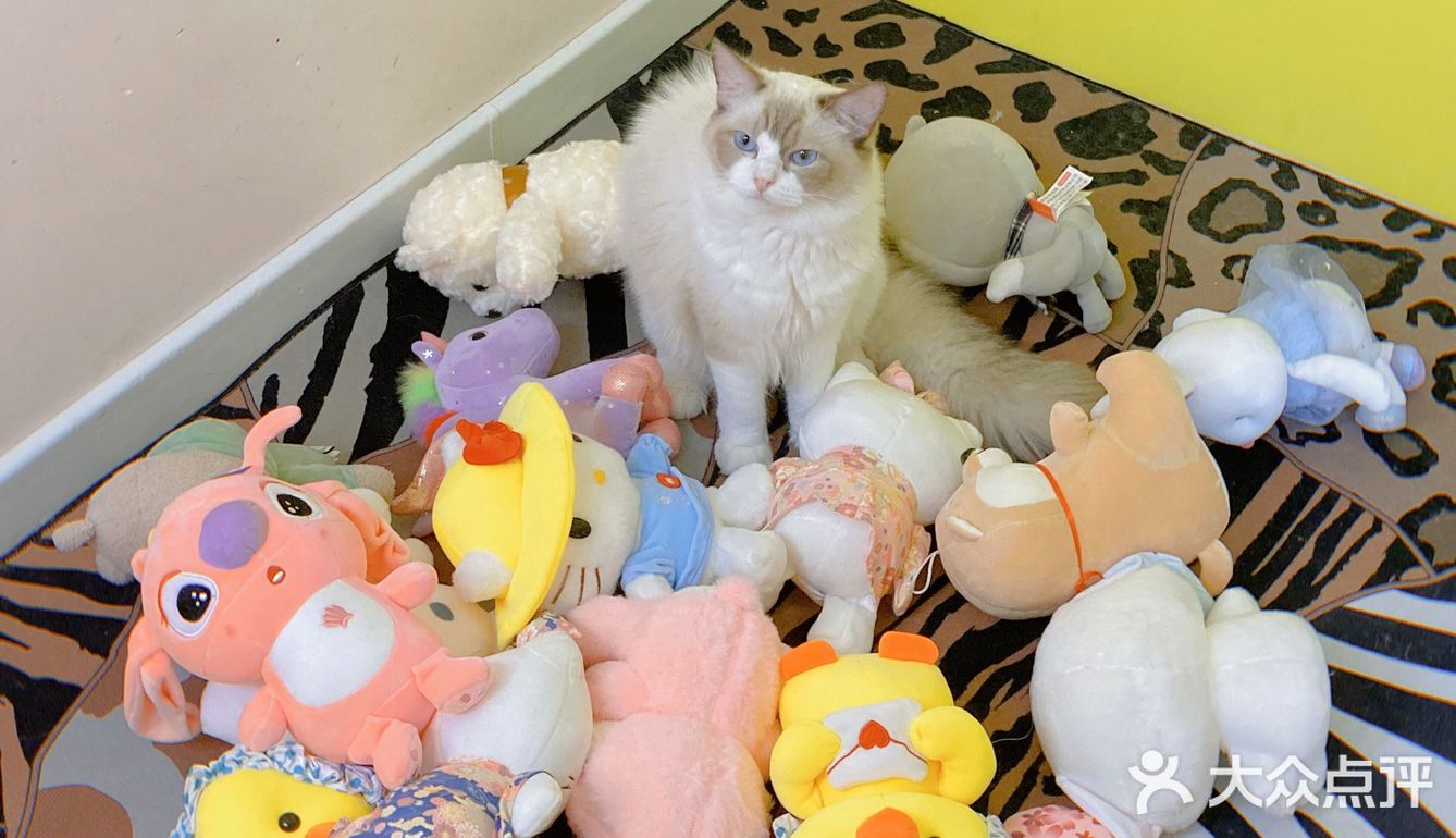 呼和浩特｜小巷里的猫客厅