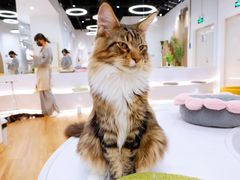 -COLOR PETS 撸猫馆·购猫·猫咖(长风大悦城店)