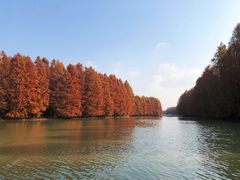 -上海海湾国家森林公园