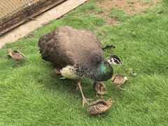 -西霞口神雕山野生动物世界
