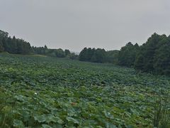 -苏州东太湖生态园